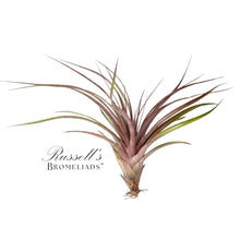 Load image into Gallery viewer, Air Plant