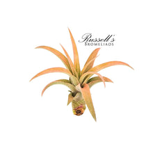 Load image into Gallery viewer, Air Plant