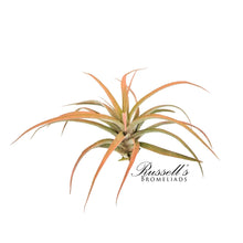 Load image into Gallery viewer, Air Plant