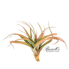 Load image into Gallery viewer, Air Plant