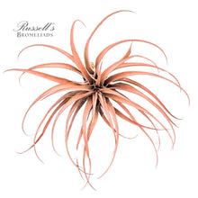 Load image into Gallery viewer, Air Plant