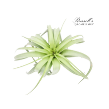 Load image into Gallery viewer, Air Plant