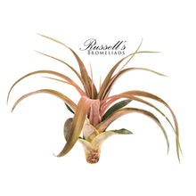 Load image into Gallery viewer, Air Plant