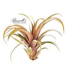 Load image into Gallery viewer, Air Plant