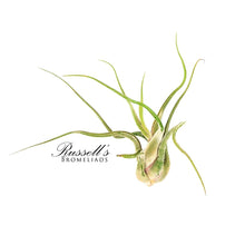 Load image into Gallery viewer, Air Plant