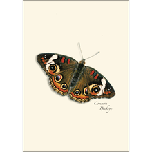 Load image into Gallery viewer, Butterfly Assortment