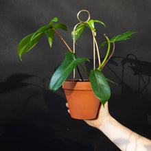 Load image into Gallery viewer, Gold metal plant stake with circular top supporting climbing plant in terracotta pot