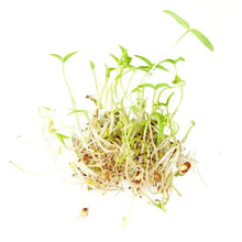 Load image into Gallery viewer, Fresh green bean and leafy vegetable sprouts with visible roots and seeds