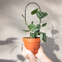 Load image into Gallery viewer, Mini Plant Stake Hoop - Black