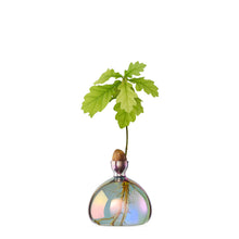 Load image into Gallery viewer, Oak sapling growing from acorn in iridescent glass vase with visible roots