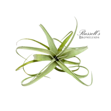 Load image into Gallery viewer, Air Plant