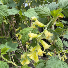 Load image into Gallery viewer, native shrub