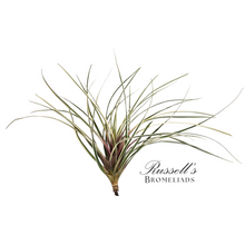 Load image into Gallery viewer, Air Plant
