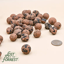 Load image into Gallery viewer, Brown clay pebbles with porous texture scattered on white surface with coin for size reference