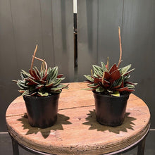 Load image into Gallery viewer, Peperomia 'Rosso'