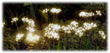 Load image into Gallery viewer, Illuminated LED solar dandelion garden stakes creating warm white burst lighting in dark garden setting