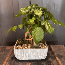 Load image into Gallery viewer, Bonsai Assorted