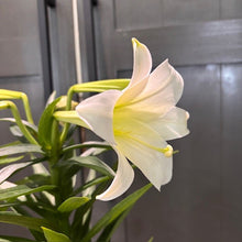Load image into Gallery viewer, White lily flower blooming on potted plant with green foliage in kitchen setting