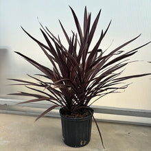 Load image into Gallery viewer, Cordyline TI