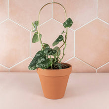 Load image into Gallery viewer, Mini Plant Stake Hoop - Gold