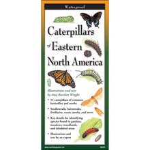 Load image into Gallery viewer, Waterproof field guide book showing various caterpillars and butterflies of Eastern North America