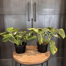 Load image into Gallery viewer, Two Monstera Lechleriana plants in black pots displaying vibrant green variegated foliage