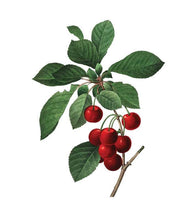 Load image into Gallery viewer, Vintage botanical illustration showing cherry branch with red fruit and green serrated leaves