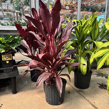 Load image into Gallery viewer, Cordyline TI