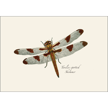 Load image into Gallery viewer, Vintage botanical illustration of twelve-spotted skimmer dragonfly with detailed wing patterns and brown body