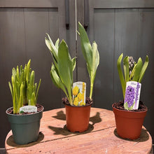 Load image into Gallery viewer, Three potted spring bulb plants with emerging green shoots and flower buds on wooden table