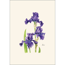 Load image into Gallery viewer, Botanical illustration of purple iris flowers with green stems and leaves on cream background