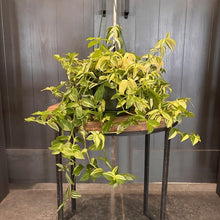 Load image into Gallery viewer, Tradescantia 'Wandering Dude Green &amp; White'