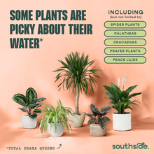 Load image into Gallery viewer, Five houseplants in decorative pots with text about plants being picky about water quality