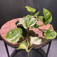 Load image into Gallery viewer, Epipremnum 'Manjula'