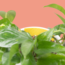 Load image into Gallery viewer, Yellow sticky trap placed among green houseplants to catch fungus gnats