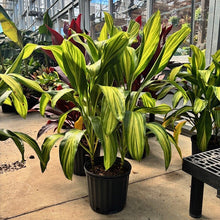 Load image into Gallery viewer, Cordyline TI