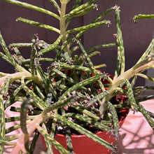 Load image into Gallery viewer, Kalanchoe Mother of Millions succulent with spiky green stems and tiny plantlets in red pot