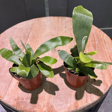 Load image into Gallery viewer, Two young Staghorn ferns in brown pots displaying characteristic forked green fronds on wooden surface