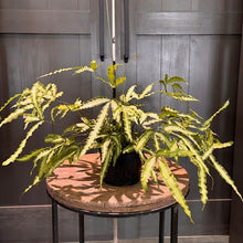 Load image into Gallery viewer, Pteris 'Silver Ribbon' Fern