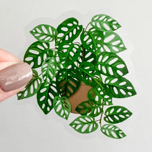 Load image into Gallery viewer, Hand holding small potted plant with green perforated leaves resembling Swiss cheese pattern
