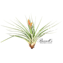 Load image into Gallery viewer, Air Plant