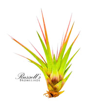Load image into Gallery viewer, Air Plant