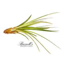 Load image into Gallery viewer, Air Plant