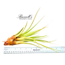 Load image into Gallery viewer, Air Plant