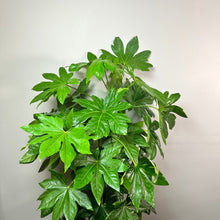 Load image into Gallery viewer, Fatsia japonica