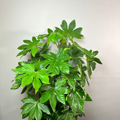 Fatsia japonica