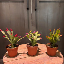 Load image into Gallery viewer, Three Easter cactus plants in terracotta pots with pink flower buds and green foliage