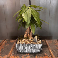 Load image into Gallery viewer, Bonsai Assorted