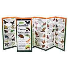 Load image into Gallery viewer, Waterproof folding field guide showing caterpillars and butterflies of Eastern North America