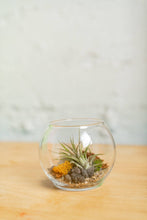 Load image into Gallery viewer, New* Airplant Terrarium Kit : Globe